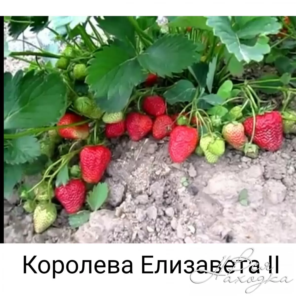 Клубника Королева Елизавета 2 Фото