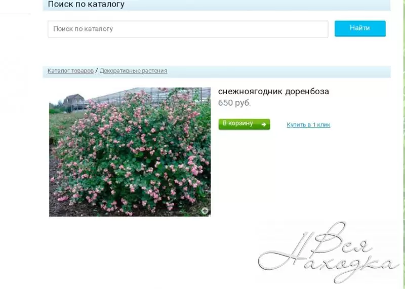 Питомник на золотарях в находке. Саженцы плодовых деревьев в горшках. Саженцы на золотарях каталог. Гагаринский питомник энгельс. Нижнегорский плодопитомник саженцы.