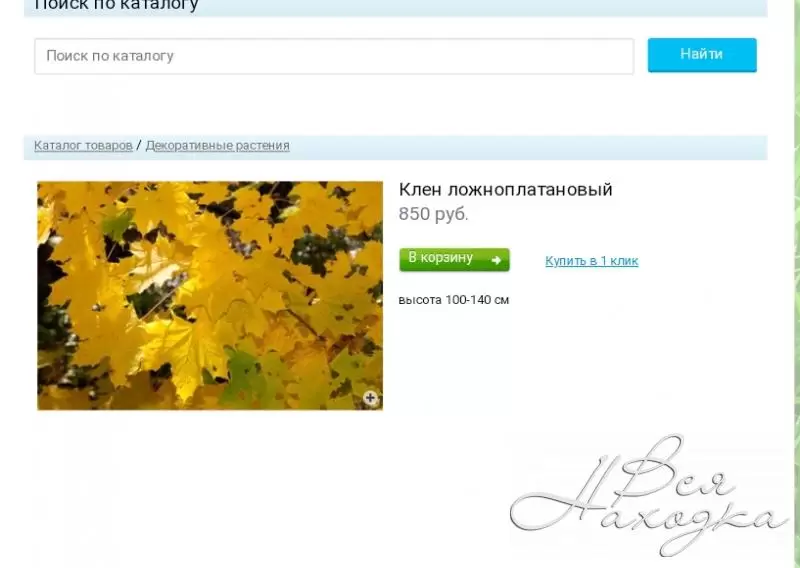 Саженцы деревьев и кустарников. Саженцы в контейнерах. Гагаринский питомник саженцы. Гагаринский питомник саженцы. Екатеринбург магазин саженцев.