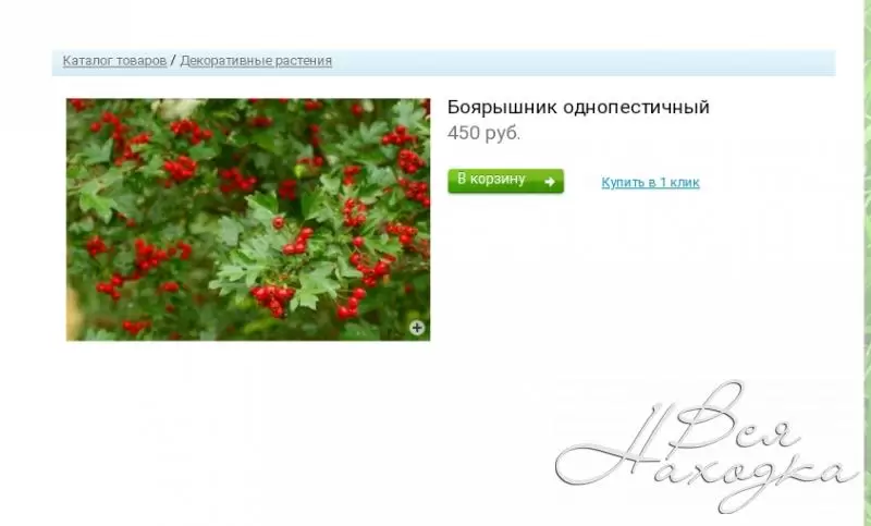 Саженцы на золотарях каталог. Питомник на золотарях в находке. Саженцы плодовых деревьев зкс. Питомник саженцев. Спирея саженцы.