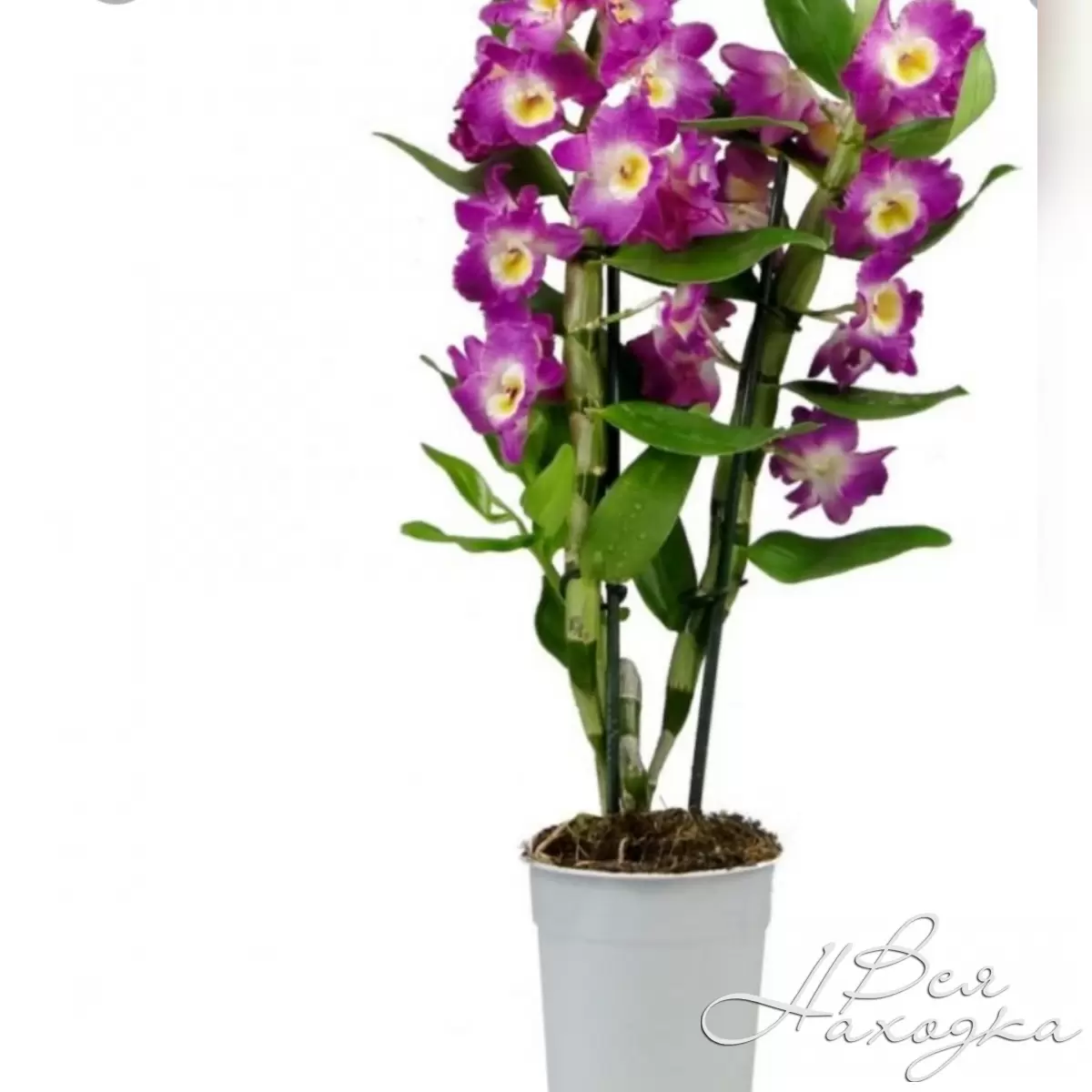 Орхидея дегдробиум набухла