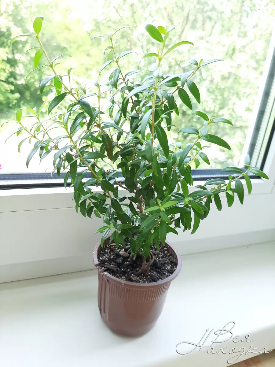 находка комнатные. находка прим край. находка комнатные. фиалка сенполия. пограничная 24 находка.