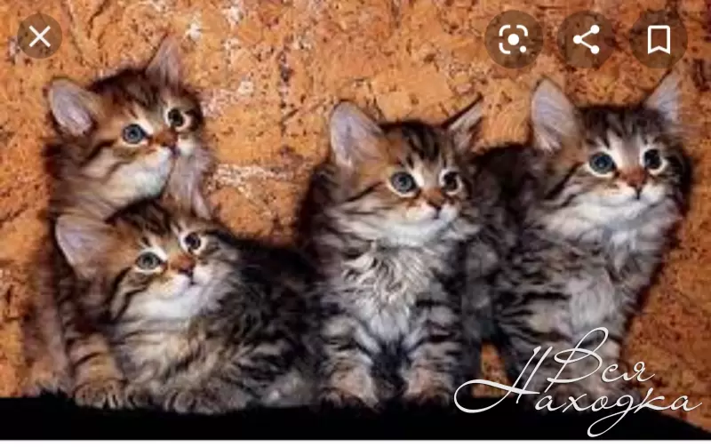 Сибирская Кошка Фото И Цена Котята