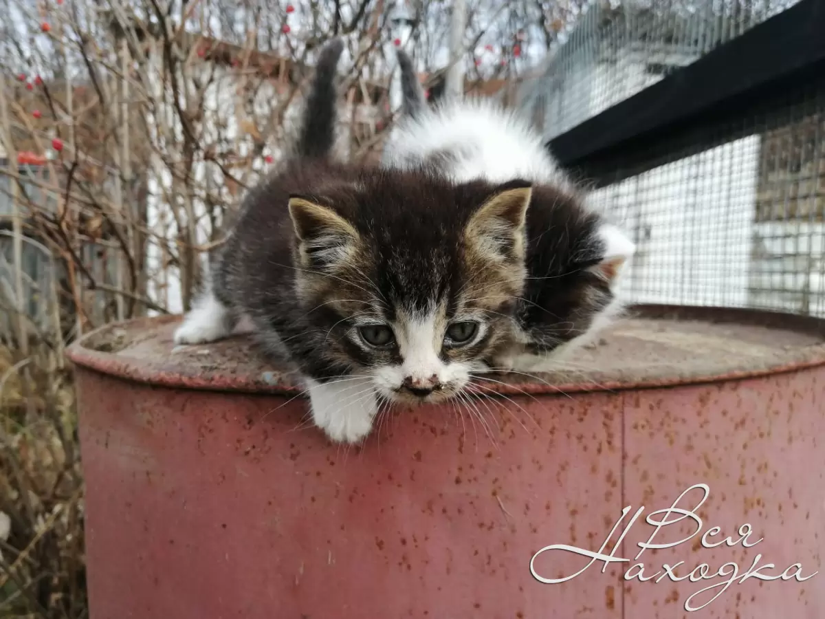 Бездомные котята ищут дом! - Вся Находка - справочник предприятий города  Находка