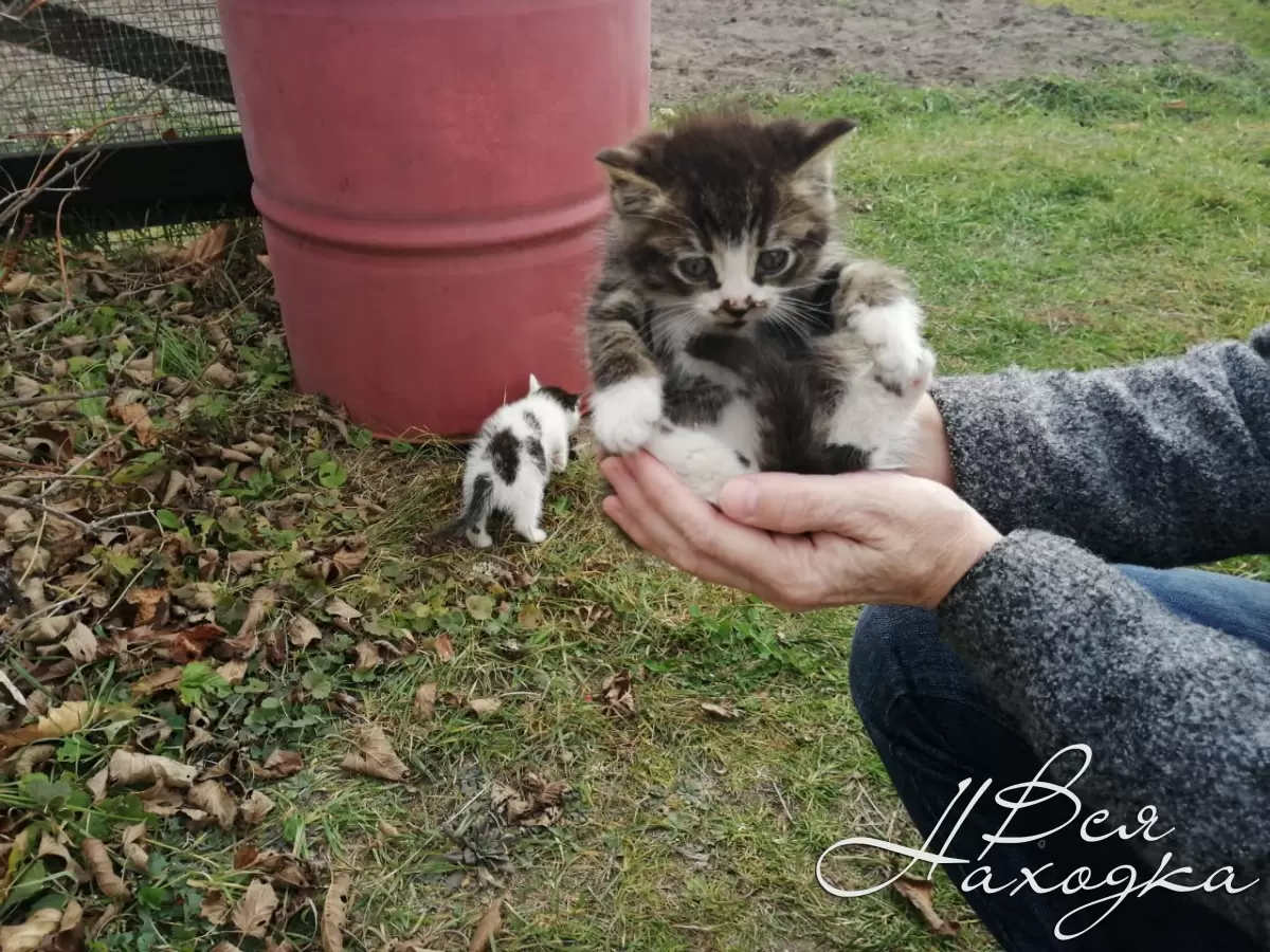 Бездомные котята ищут дом! - Вся Находка - справочник предприятий города  Находка