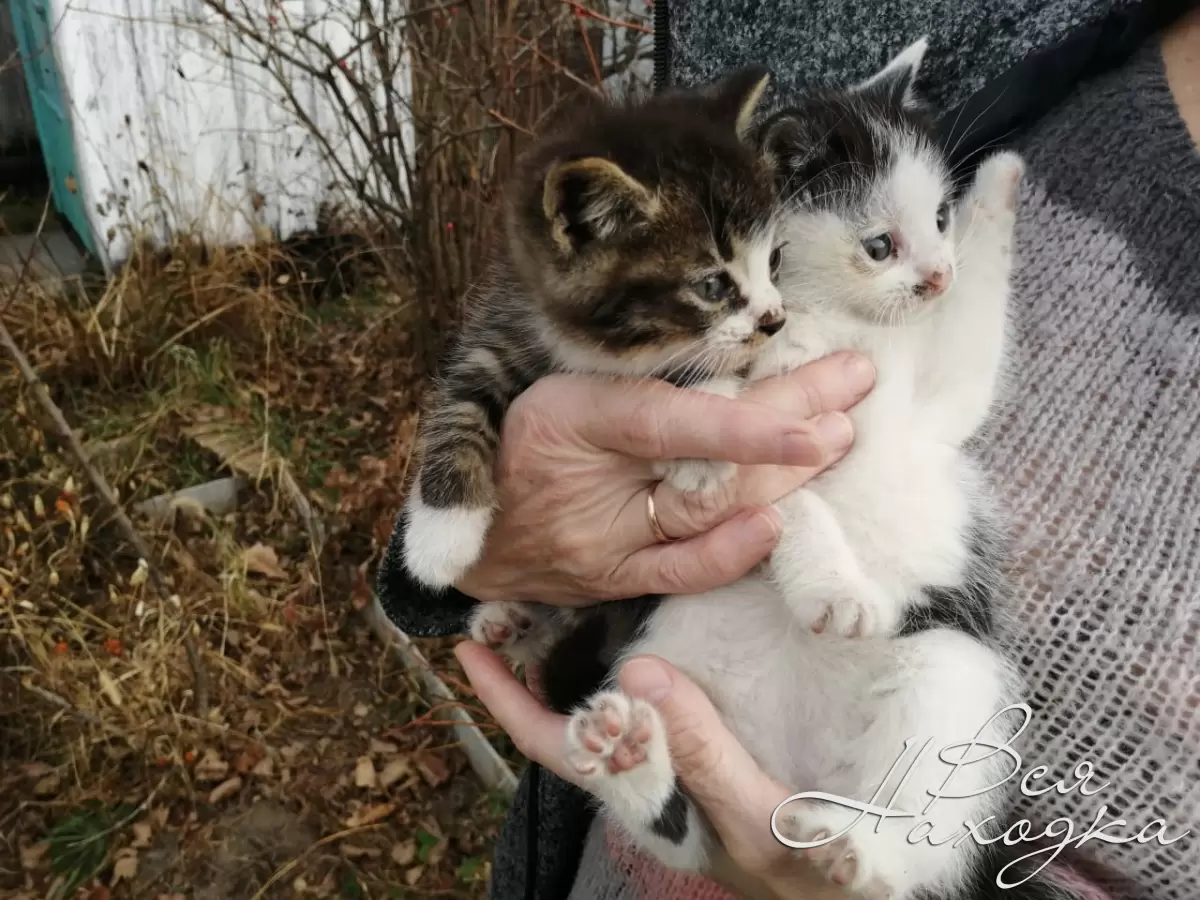 Бездомные котята ищут дом! - Вся Находка - справочник предприятий города  Находка