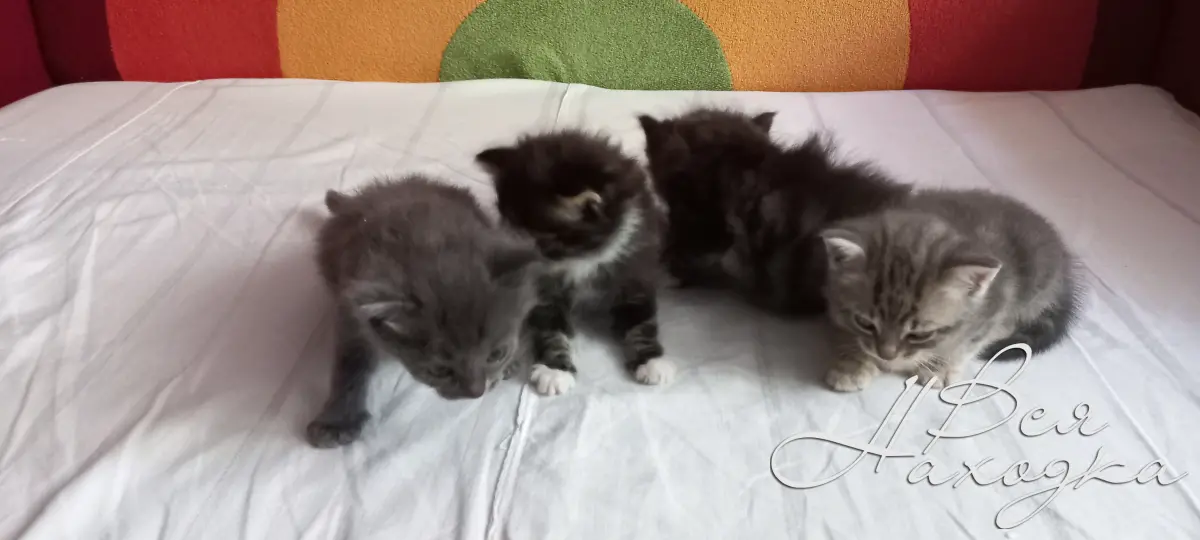 Котята в добрые руки в энгельсе. Котята в добрые руки в энгельсе