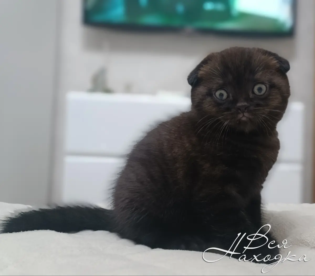 Шоколадные вислоухие котята