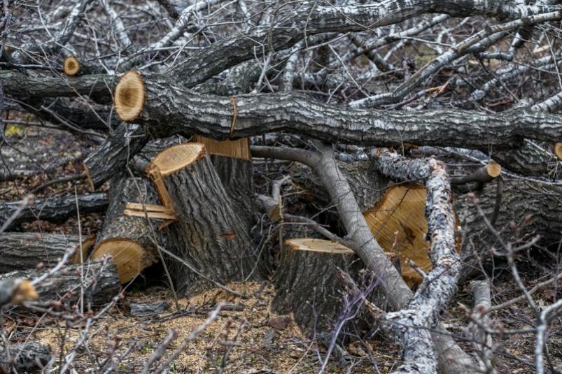 В Приморье мужчина получил тюремный срок за вырубку леса