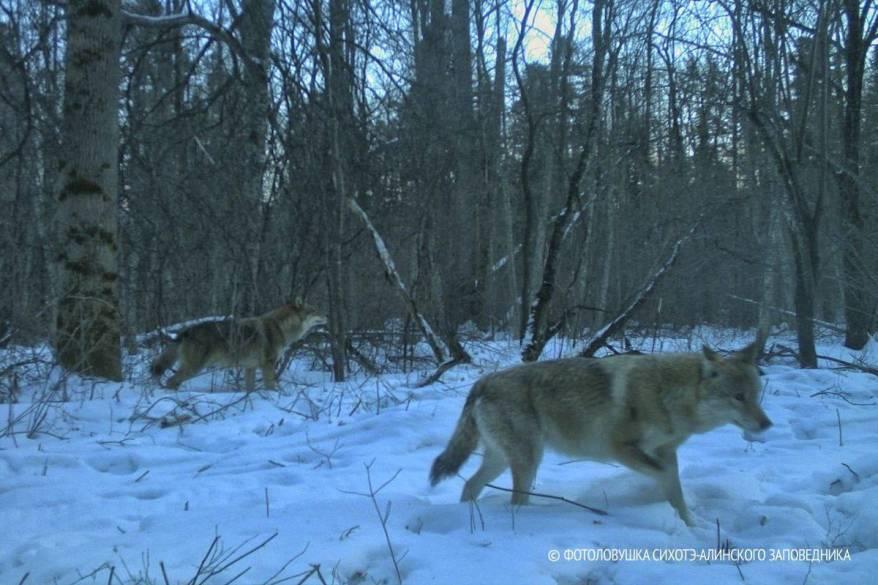 Волки замечены в ареале обитания амурского тигра в Приморье
