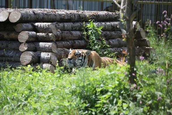 Тигр помог найти свалку трупов в Приморье